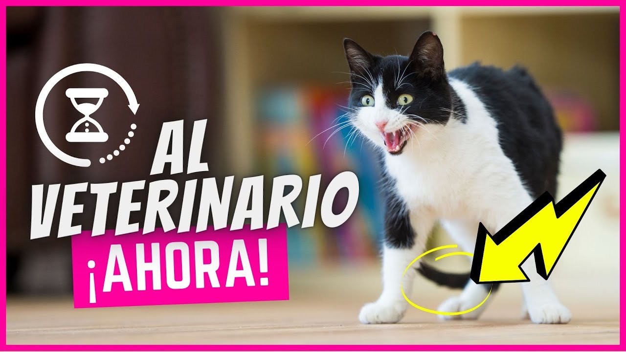 Si Tu Gato Hace Esto, ¡Llévelo Inmediatamente Al Veterinario!
