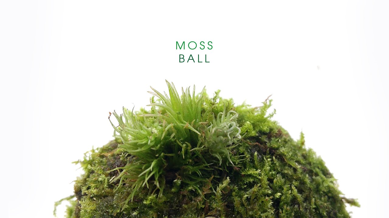 I made a wabi kusa - moss ball