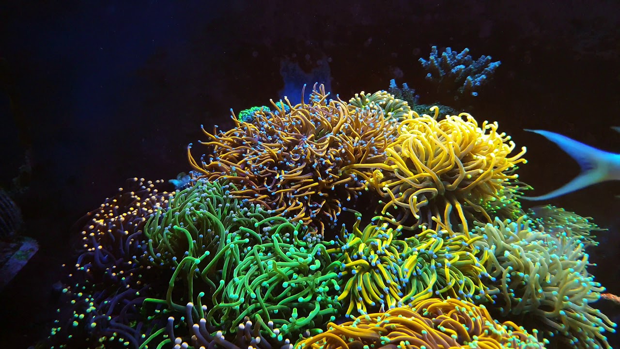 Euphyllia Garden Pillar. Holy Grail. Tunze wavebox 6215.