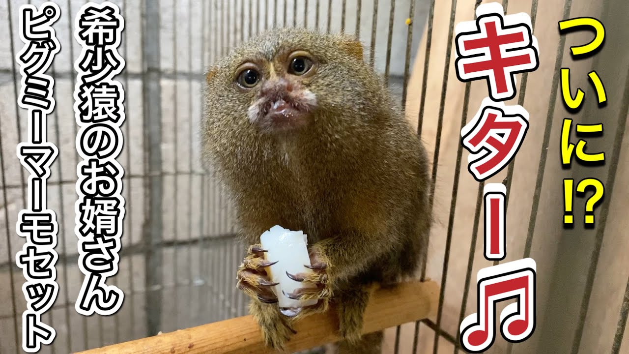 ついに！！希少猿の可愛いピグミーマーモセットを迎え入れることが出来ました！！