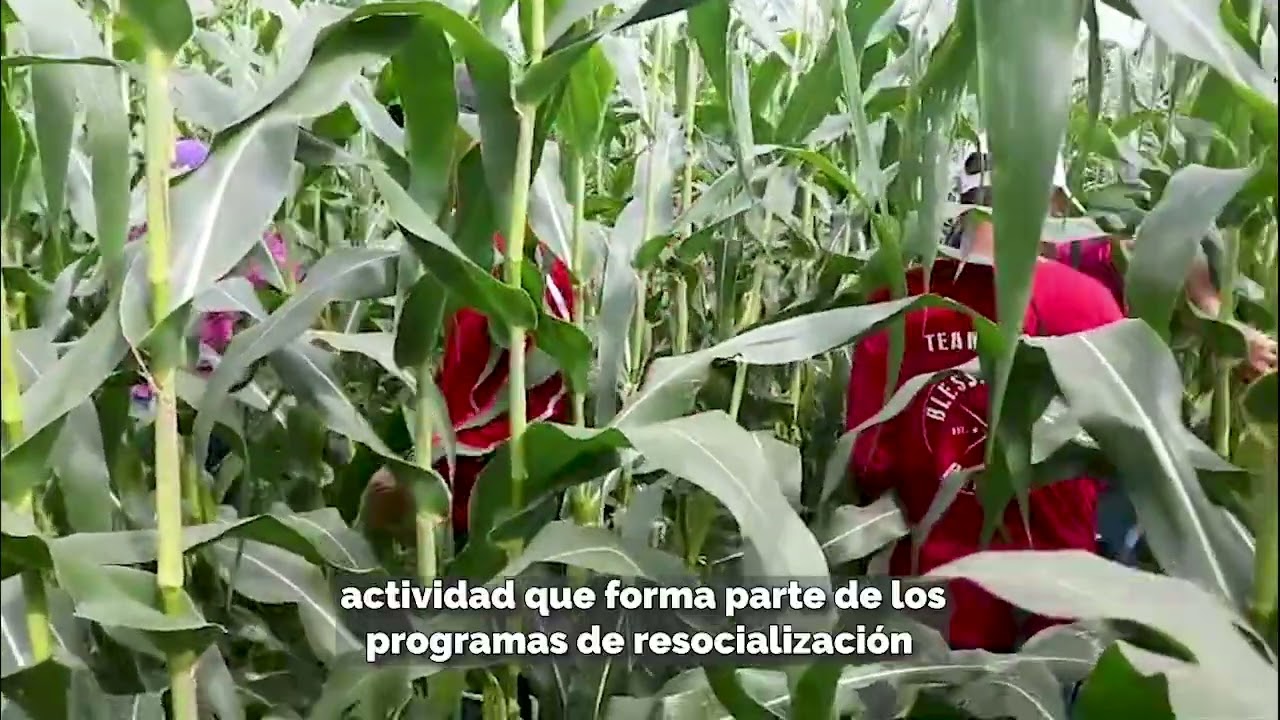 Cosecha de mazorcas en Llano Marín