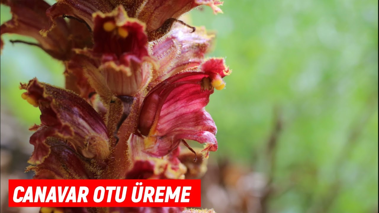 Canavar Otu Nasıl &Uuml;rer, Neden &Ccedil;ıkar, Nasıl Olur