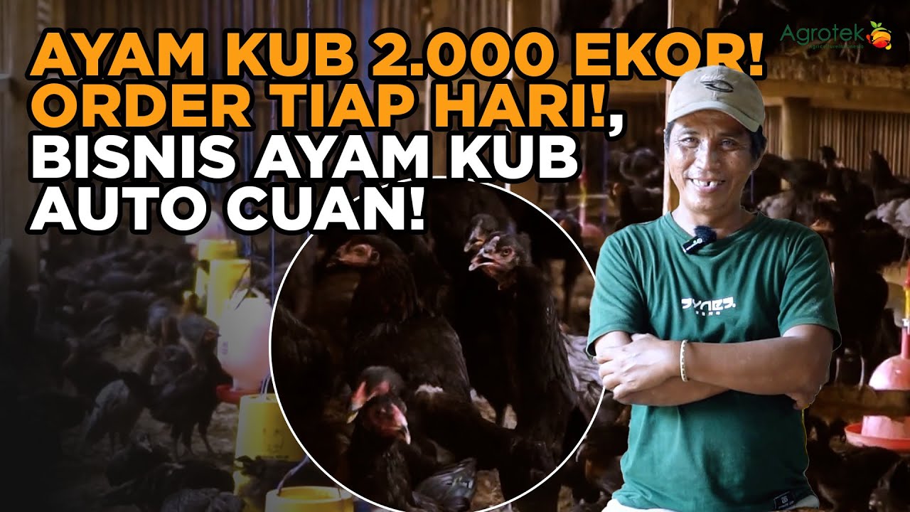 RAHASIA SUKSES! Budidaya Ayam KUB 2.000 Ekor, Omset Ngalir Tiap Hari!