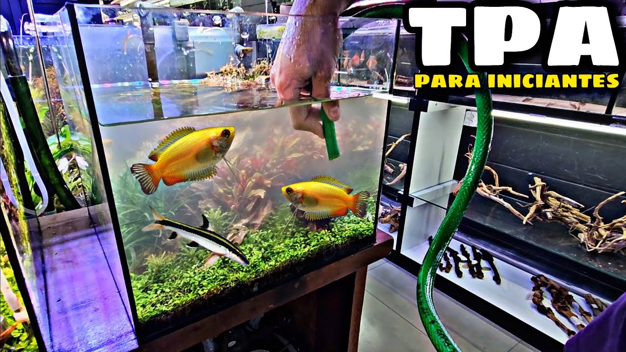 COMO FAZER TPA EM AQUÁRIO (PARA INICIANTES)
