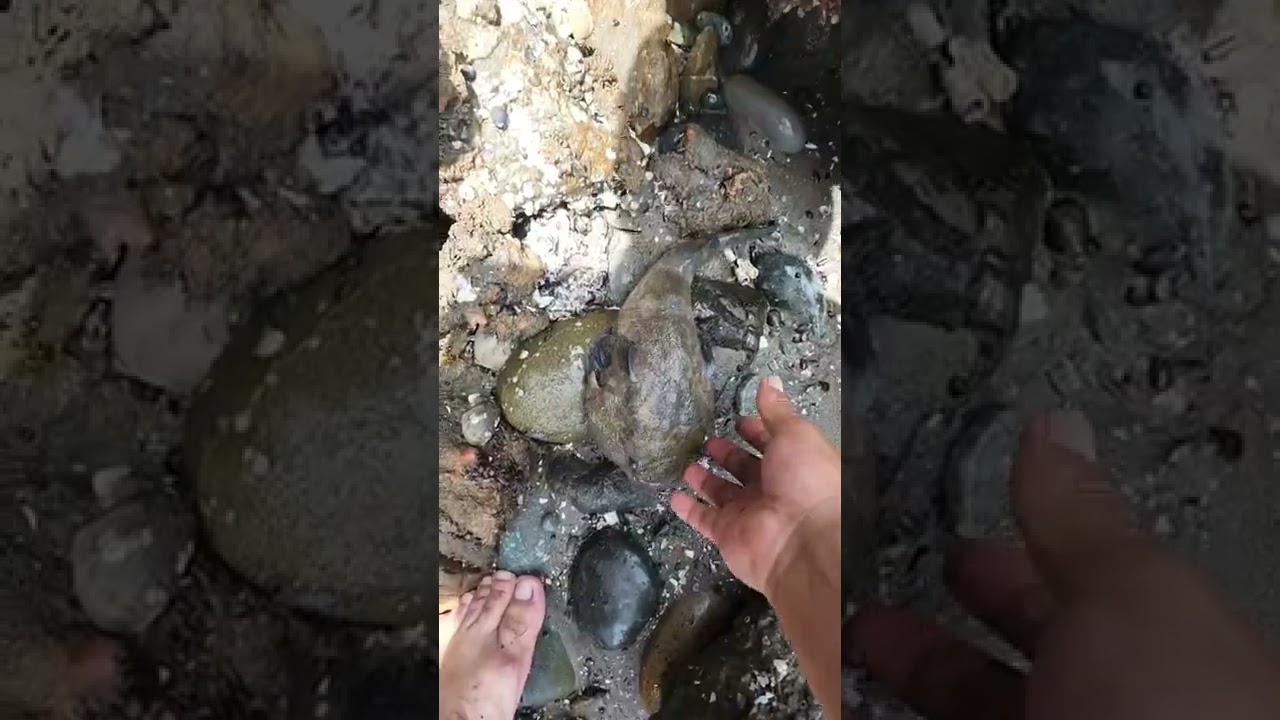 pesca de pejesapos