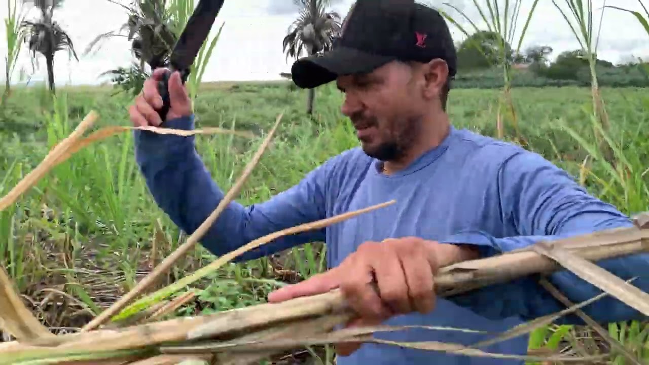 BUSCANDO MUDAS DE CAPIM AÇU PARA REPLANTAR