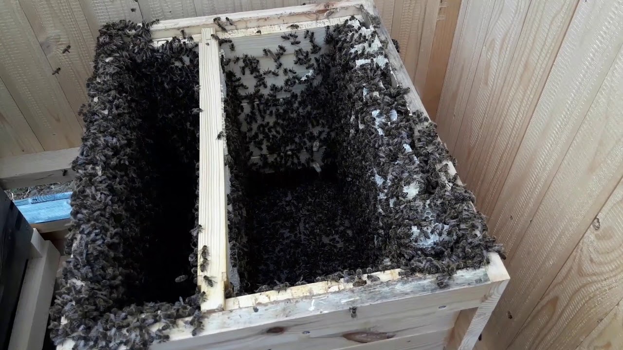 Folge 18 - 06.07.2019 - Bienen - totale Brutentnahme