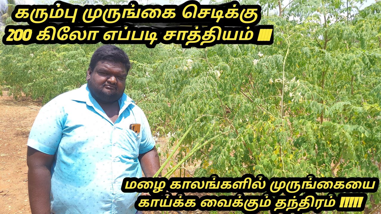 செடிக்கு 200 கிலோ மகசூல் கரும்பு முருங்கை விவசாயம் எப்படி சாத்தியம் #மழை காலங்களில் முருங்கை மகசூல்
