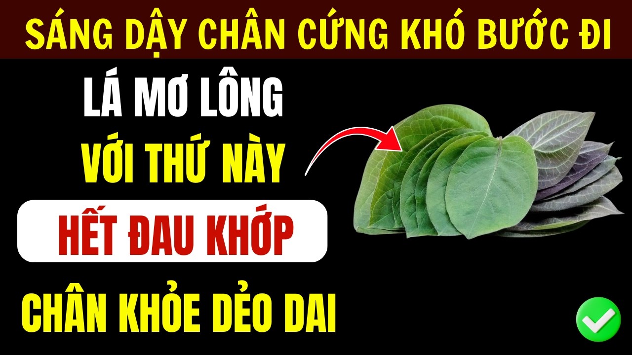 4 Cách Kết Hợp Lá Mơ Lông Giảm Đau Khớp, Hết Mất Ngủ Bước Đi Dẻo Dai