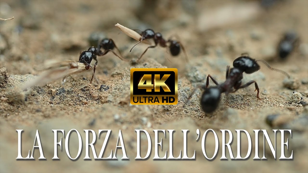 Short Film 4K | Le Formiche Mietitrici - Harvester Ants | La Forza dell'Ordine | Sub ENG