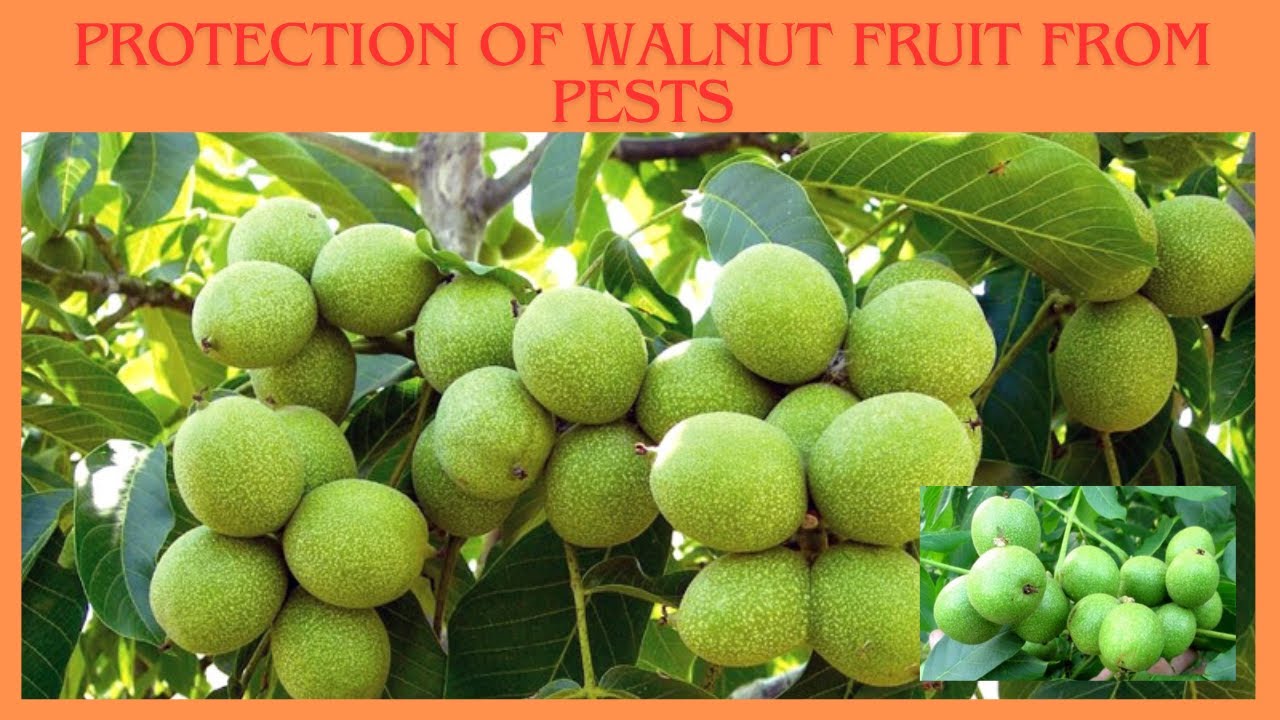 Protection of walnut fruit from pests #protection #walnut #fruit #from #pests