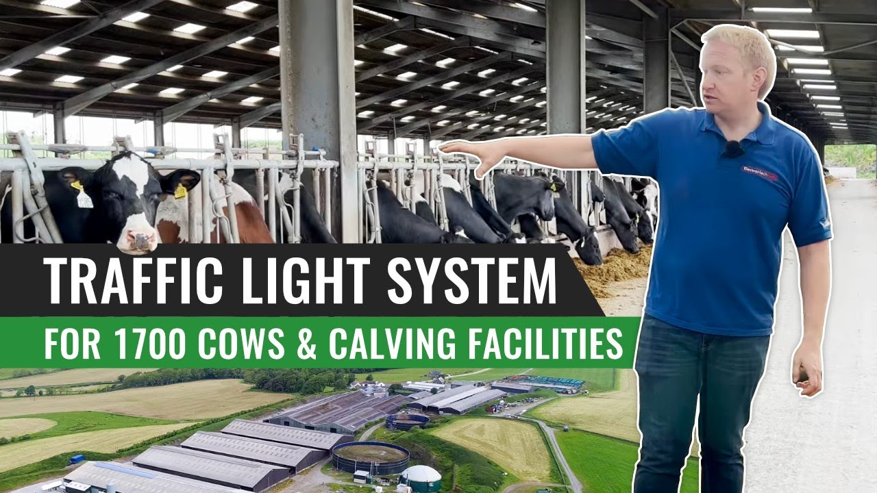 Traffic Light System for 1700 Cows & Calving facilities – Scotland