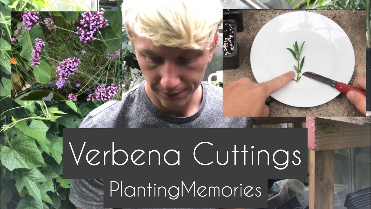 Verbena Cuttings