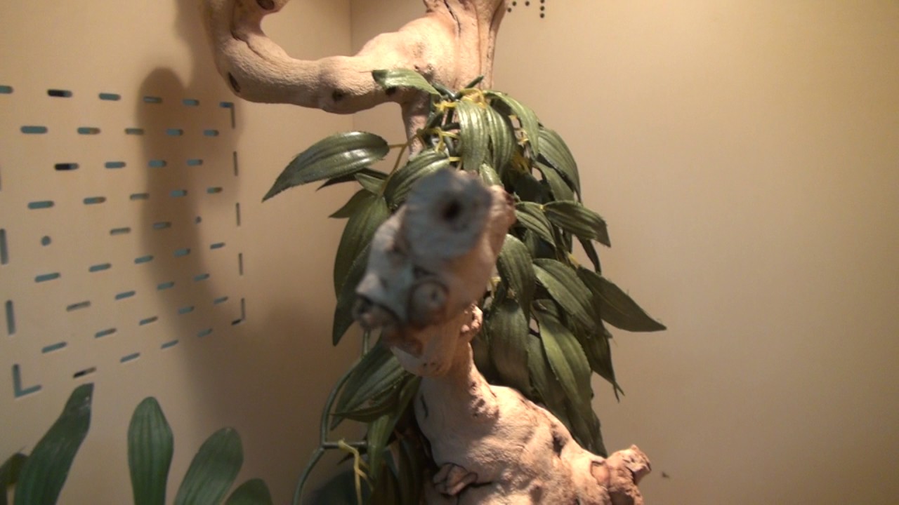 Baby Blue Insularis Feeding