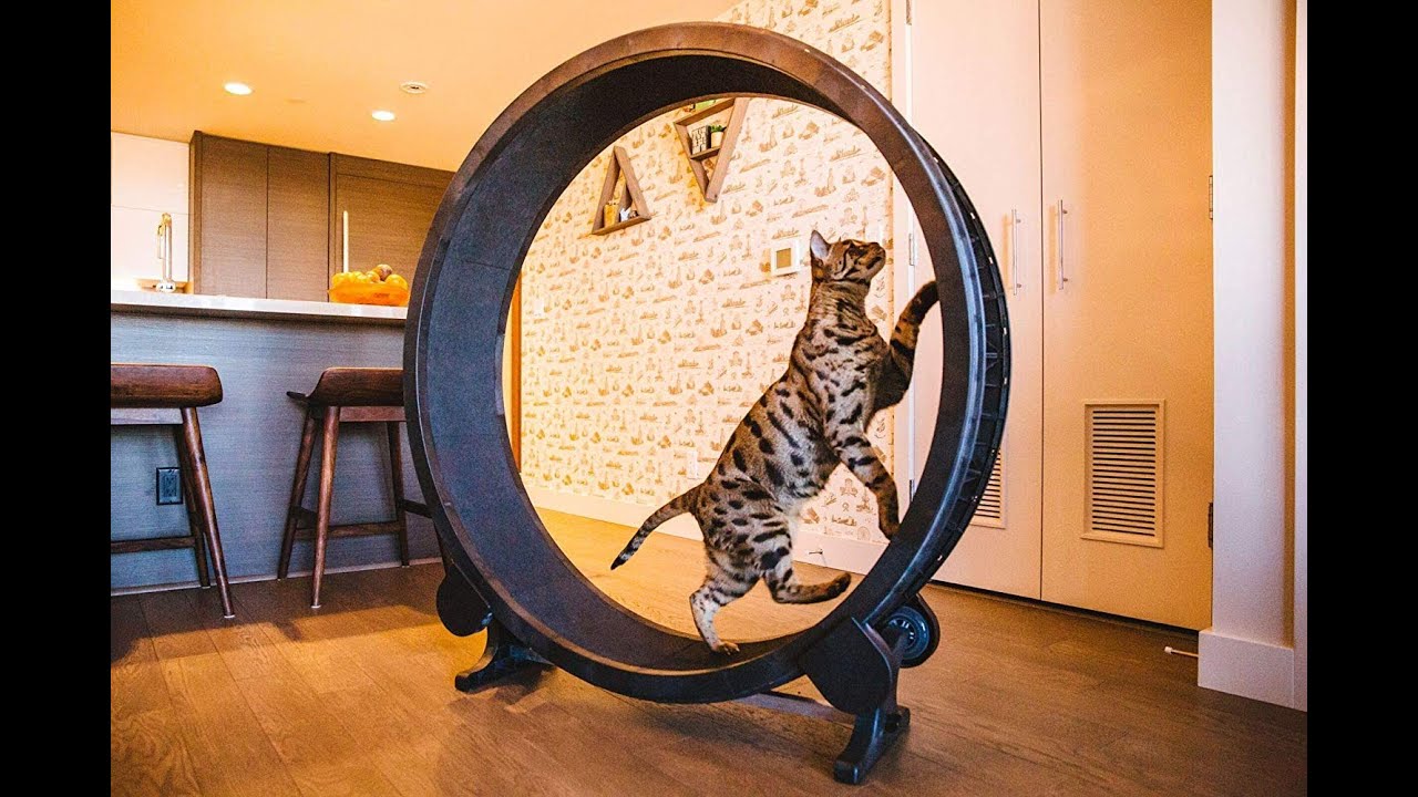 Exercise Wheel For Cats - FUNNY CATS COMPILATION