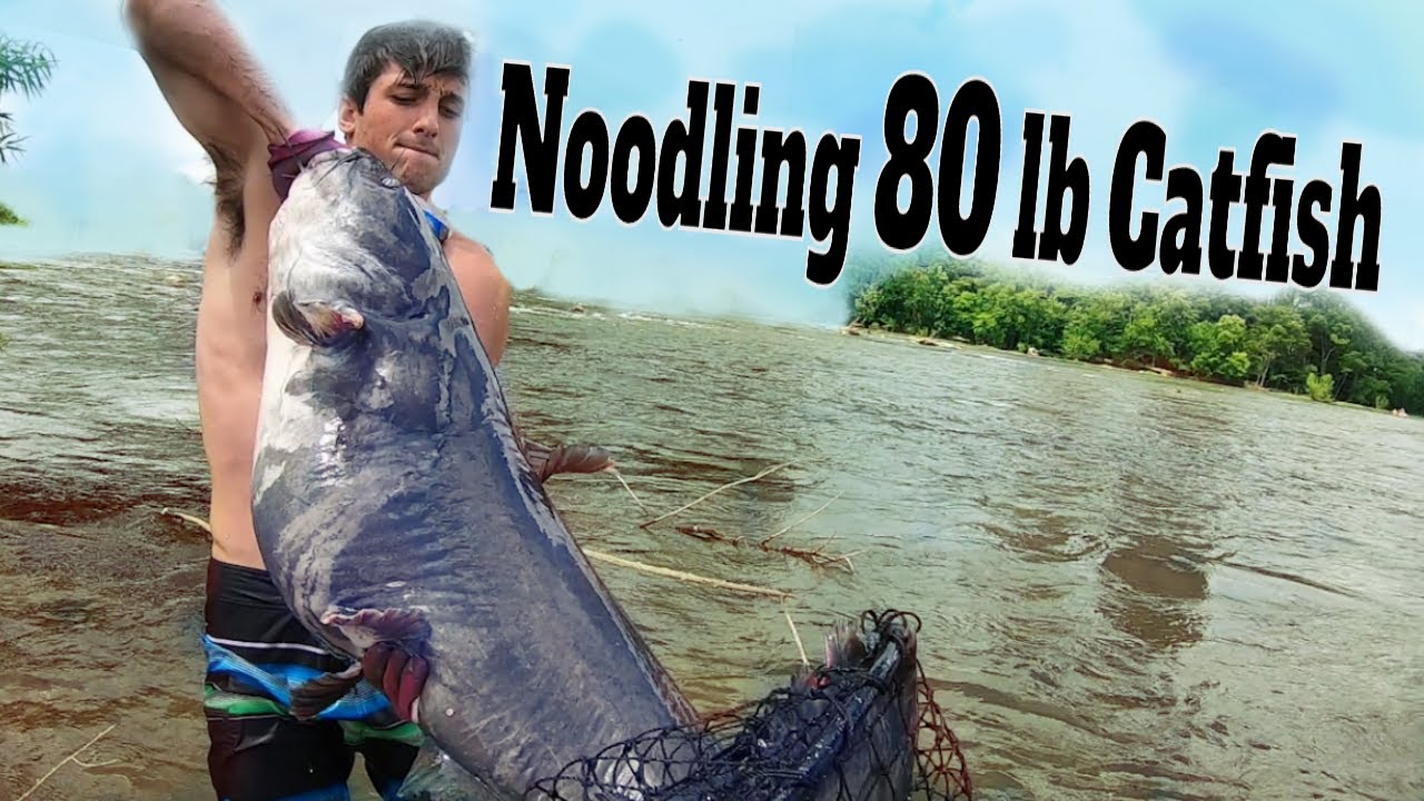 Ловля сома на лапшу: ловля и ловля гигантского сома вручную [Hillbilly Handfishing] | SFSC