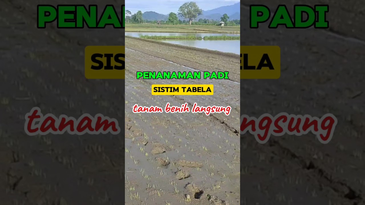 Tanam padi sistim tabela