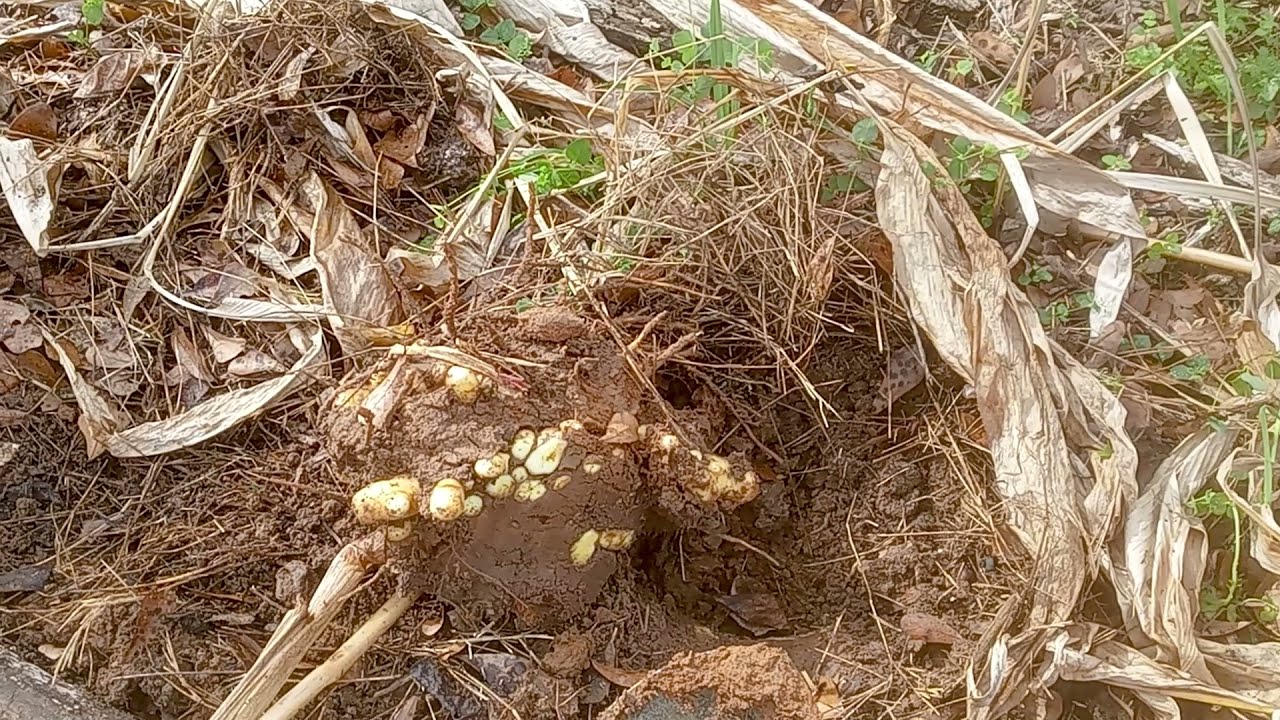 White Turmeric - Zedoary from rhizome to plant to harvest.