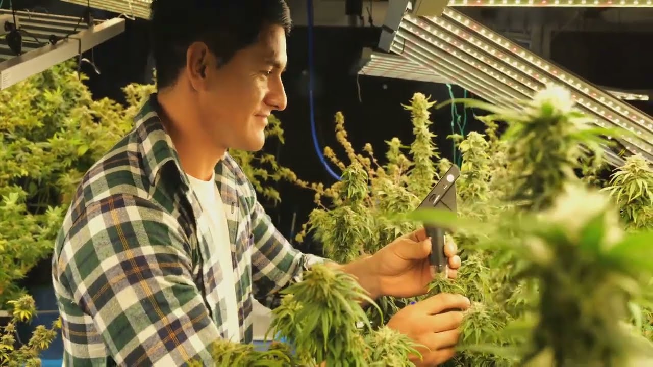 Advanced Cannabis Safety: Mold-Busting Tech Meets Regulatory #cannabis #toxicmold #aspergillus