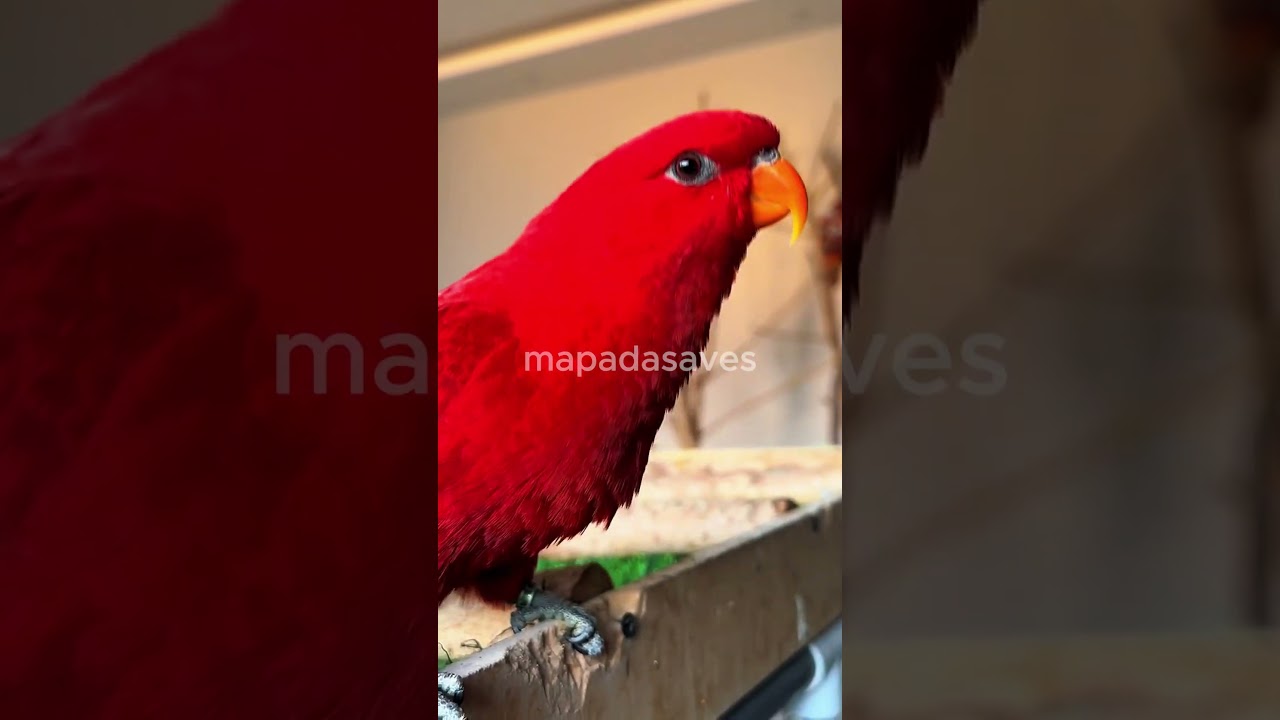 CURIOSIDADES SOBRE L&Oacute;RIS-AMOR-AMOR!