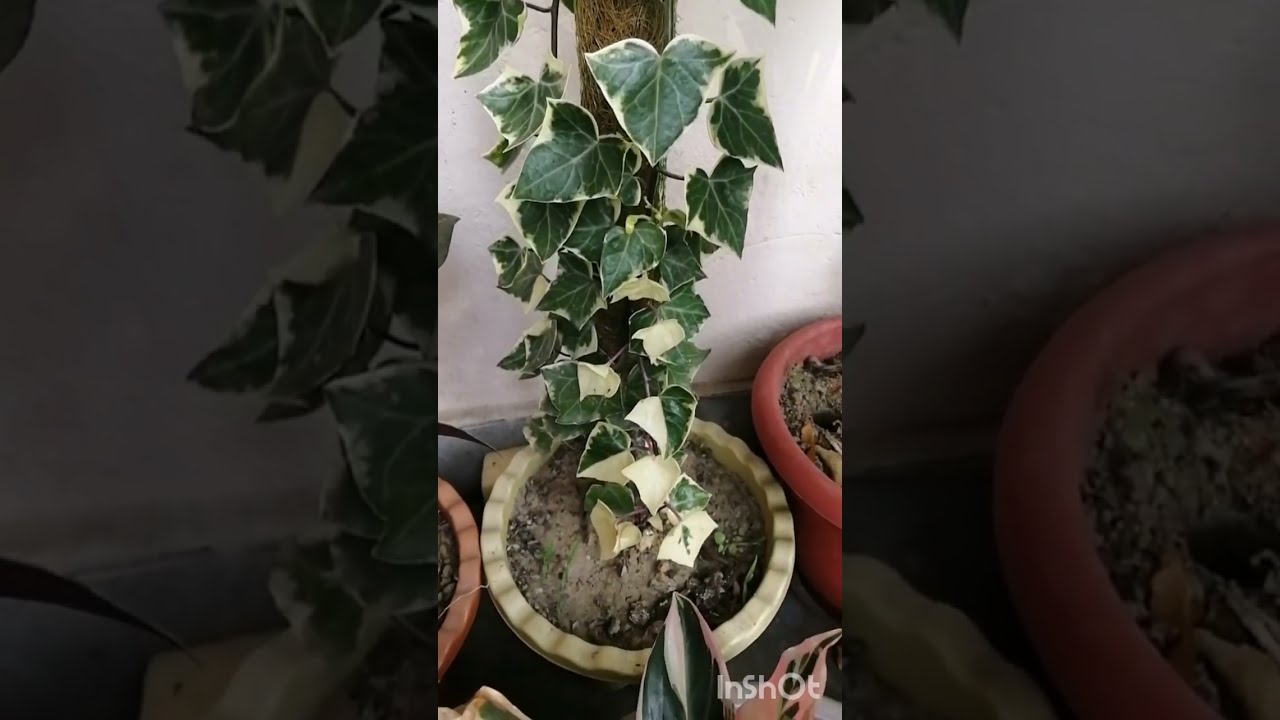New plants reporting 😍🌱#English lvy variegated plant🌱🌱#gardenplants #plants #terracegardenindia 