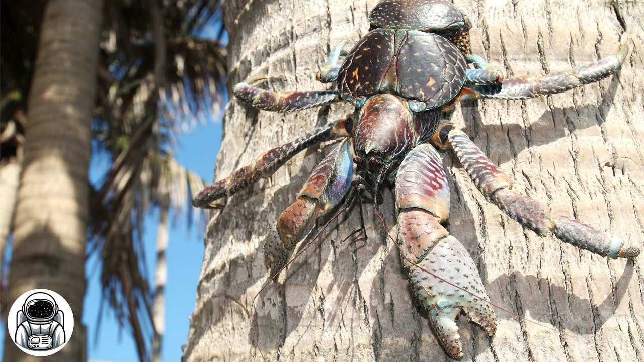 Ce crabe géant peut fendre une noix de coco D'UN SEUL COUP DE PINCE ! 🥥 Crabe de cocotier