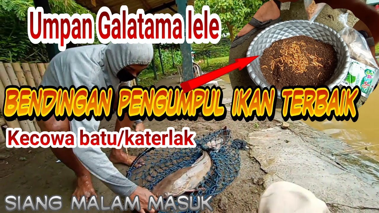 Bendingan pengumpul ikan terbaik buat kecowa batu/katerlak, Galatama lele