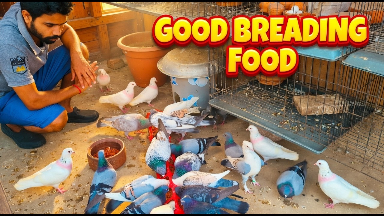 Best Food for Pigeon Breeding | Loft Feeding Routine 🕊️🌾 |  ⁨@IamRajonDas