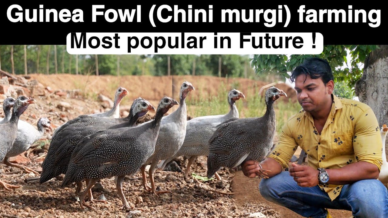 Guinea Fowl (Chini murgi) Palan kaise kare । भविष्य में अधिक मांग होगी। Guinea Fowl Farming in India