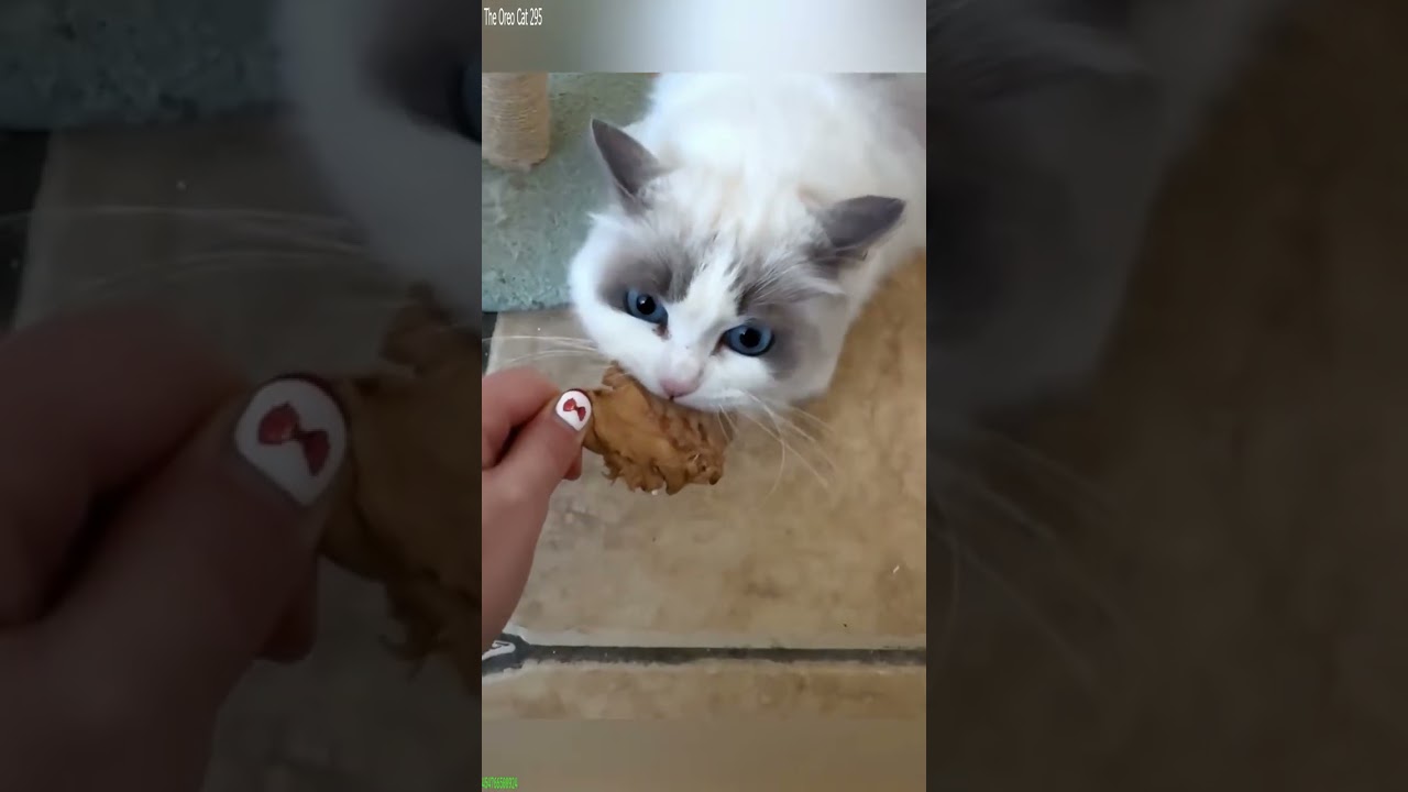 Funny Cats 2024 🐱 