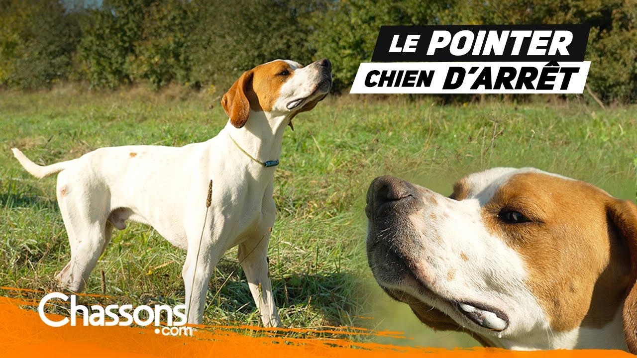 Pourquoi choisir un pointer pour la chasse ?