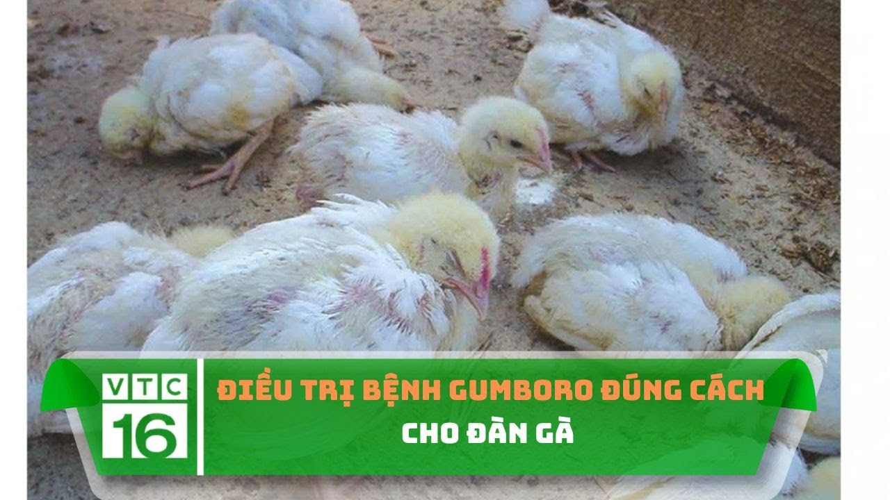 Điều trị bệnh Gumboro đúng cách cho đàn gà | VTC16