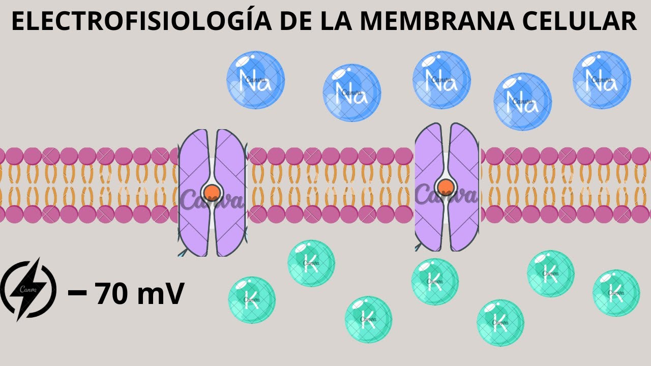 ELECTROFISIOLOGÍA CELULAR (Como nunca te la habían explicado)