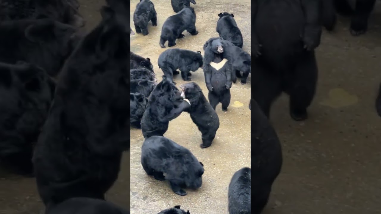 Sun bears fighting in a Zoo in China
