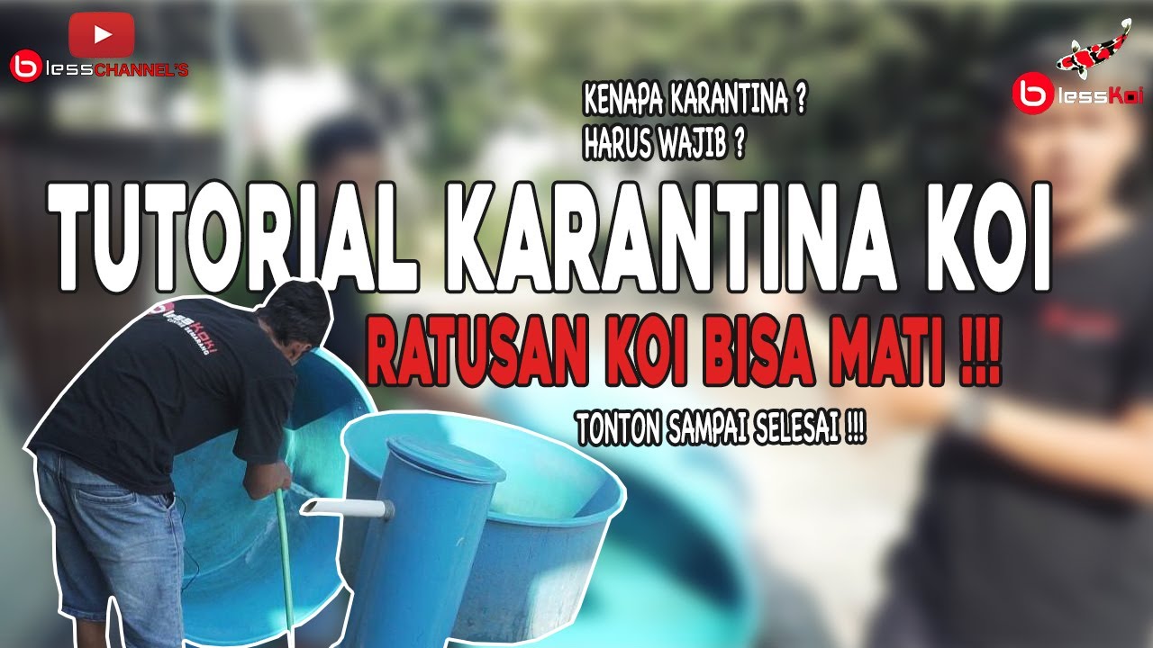 TUTORIAL KARANTINA IKAN KOI | RATUSAN IKAN KOI BISA MATI JIKA SALAH !!!