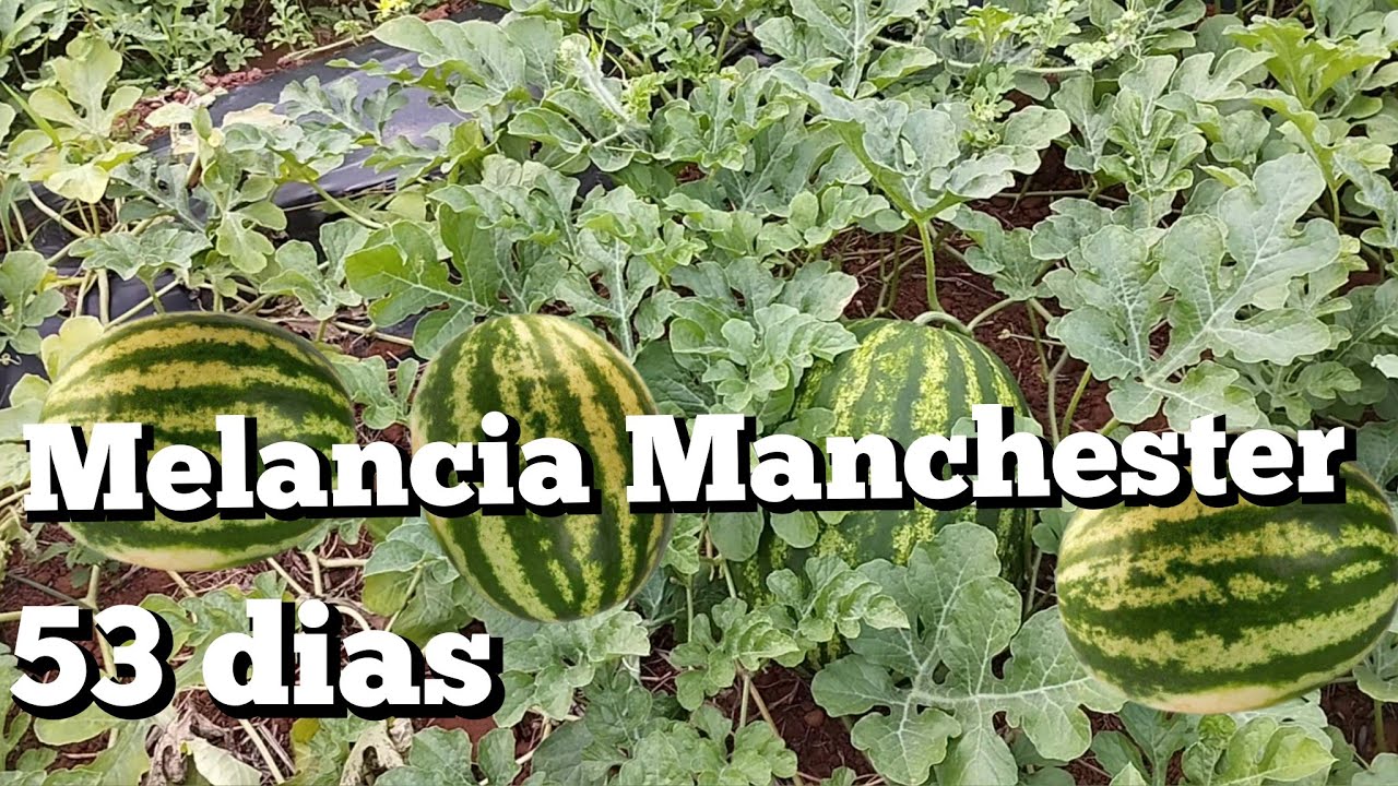 Melancia Manchester 