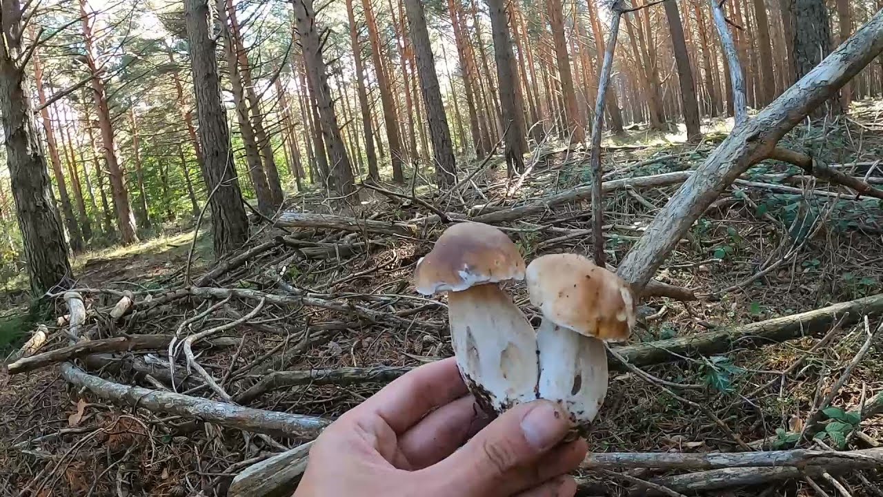 ⚠️ Nuevo brote 🌲 Boletus Edulis 🌲 Rebollones octubre 2024