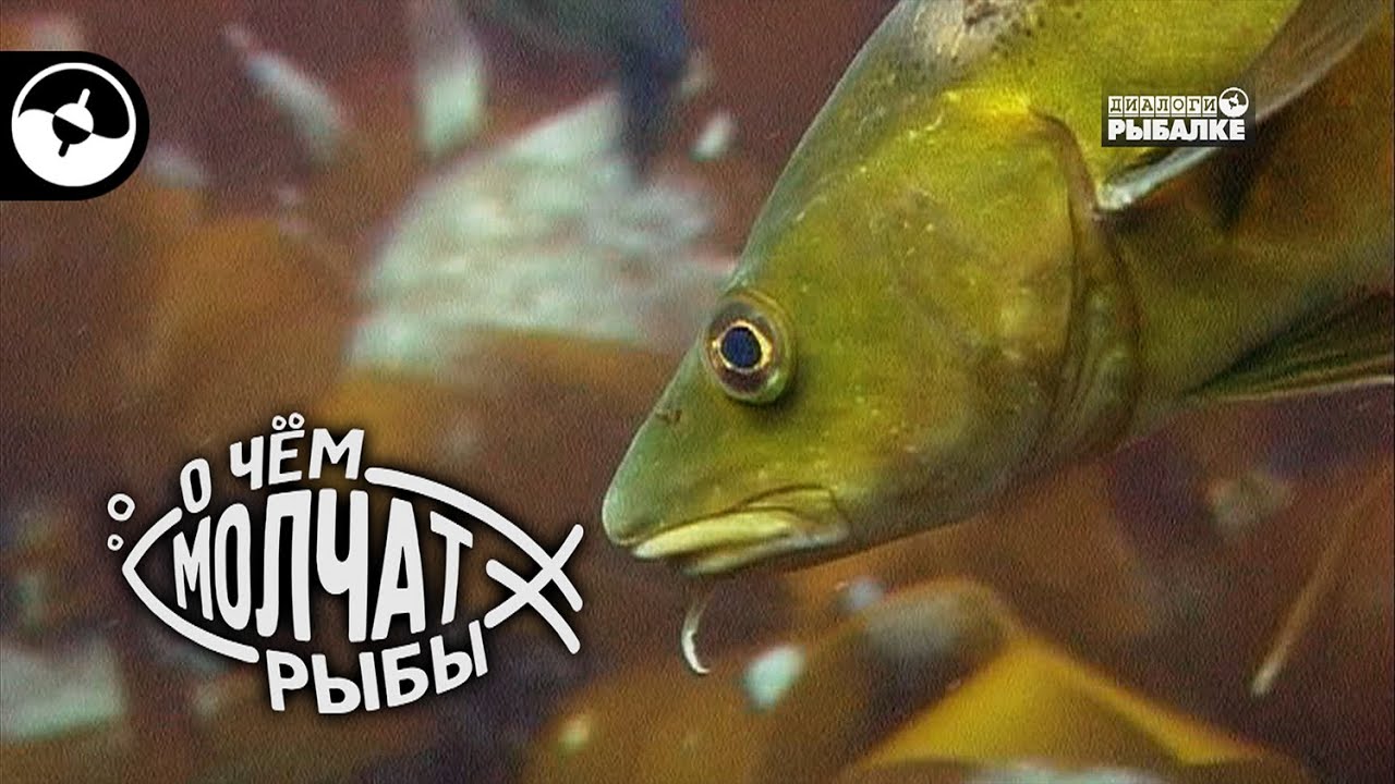 Повадки атлантической трески | О чем молчат рыбы