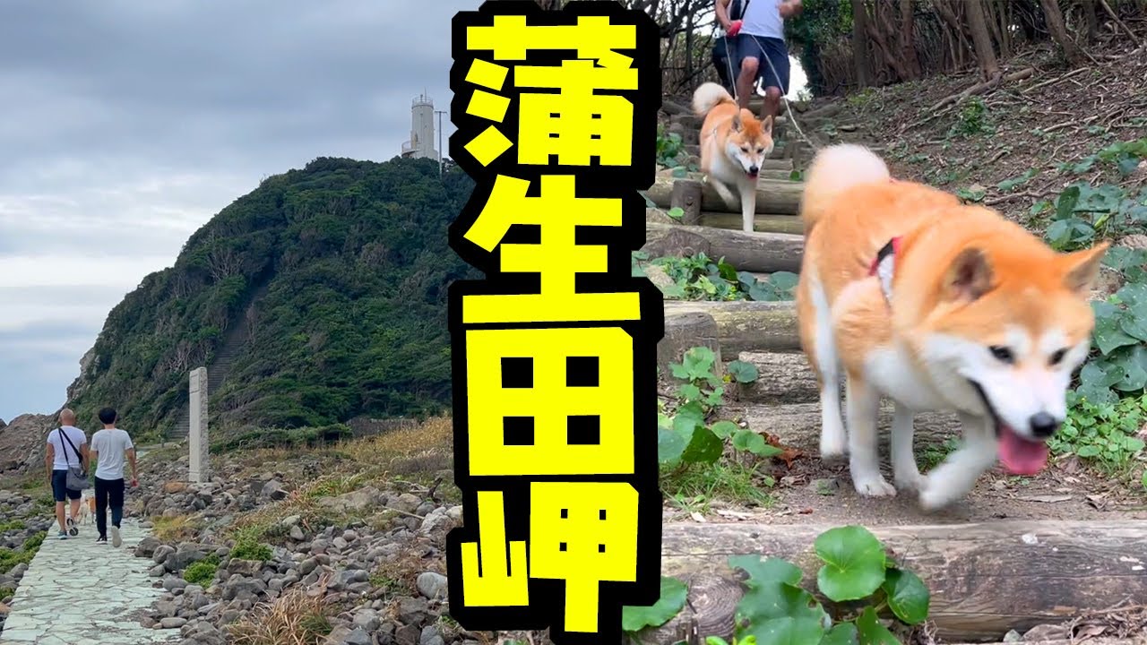 娘に黙って蒲生田岬に柴犬姉妹と行った結果…