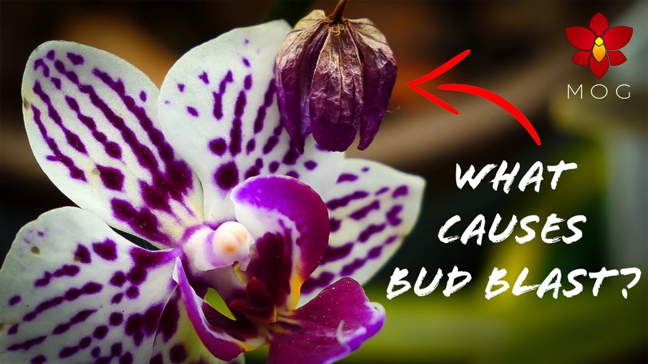 6 Reasons Orchid buds yellow & fall! (Bud Blast) - Orchid Care Tips for Beginners