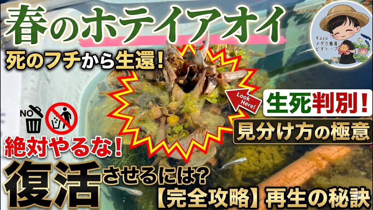 春先ホテイアオイ再生の極意。越冬後のボロボロ状態から緑に戻す全手順！ホテイソウ　メダカ睡蓮ビオトープ