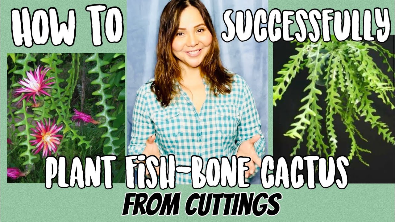 How to Plant Ric Rac | Zig Zag | Fish Bone Cactus | Epiphyllum Anguliger | Succulents by Vonny