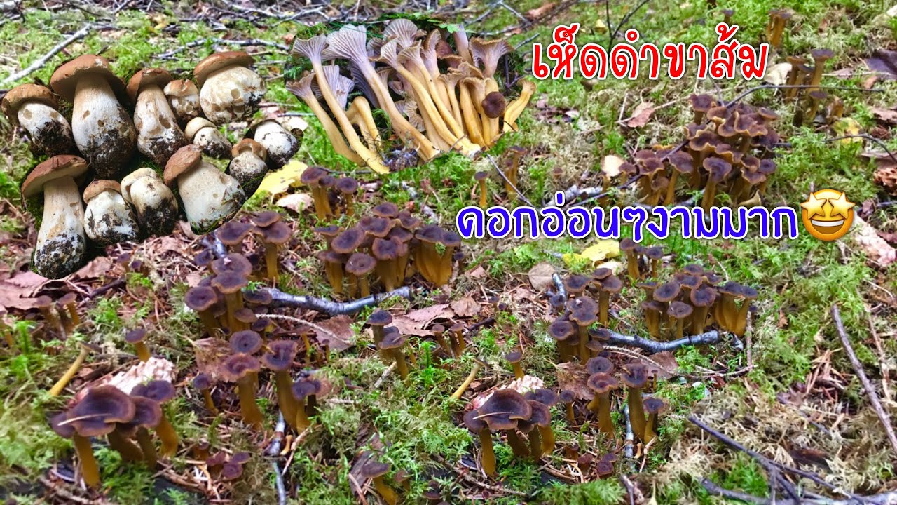เก็บเห็ดผึ้งหวาน เจอเห็ดดำขาส้มกำลังออกสวยๆเยอะเลยค่ะ🍄🍄