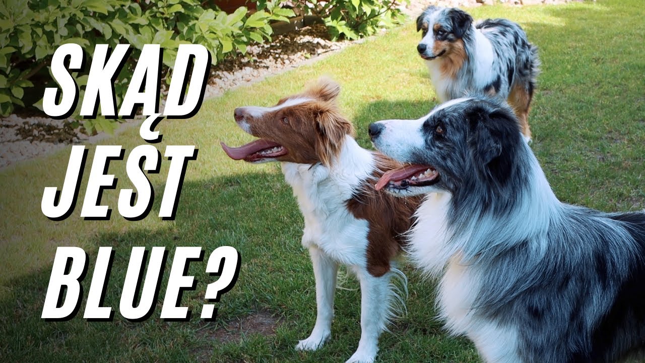 Odwiedzamy hodowlę Border Collie i Owczarków australijskich