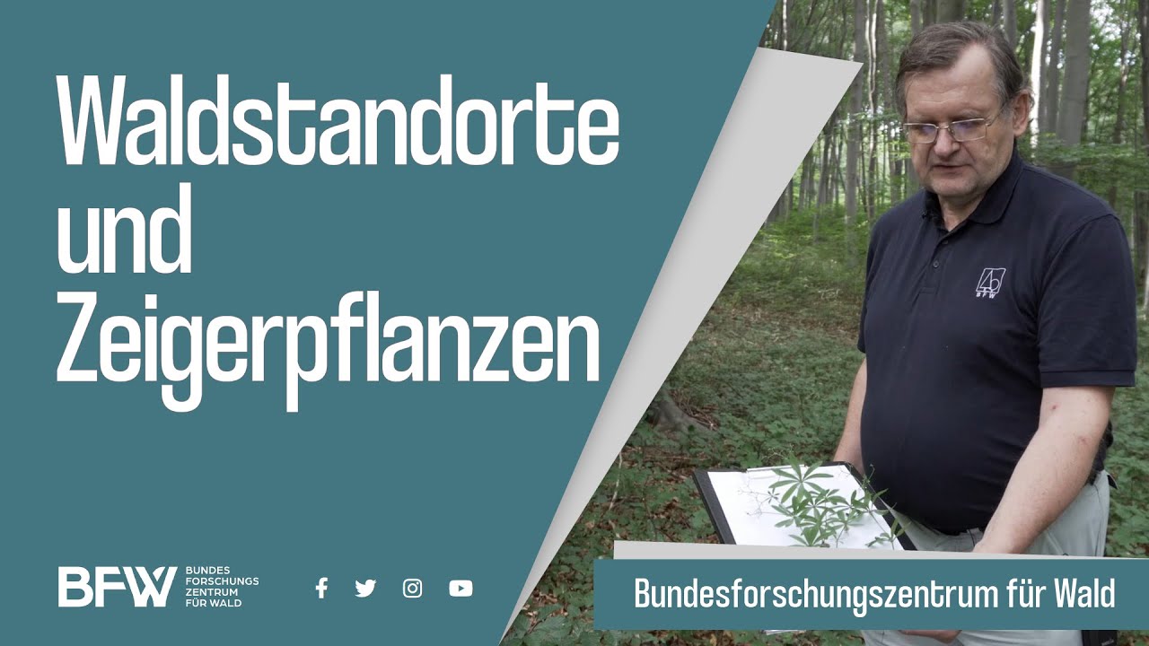 Waldstandorte und Zeigerpflanzen
