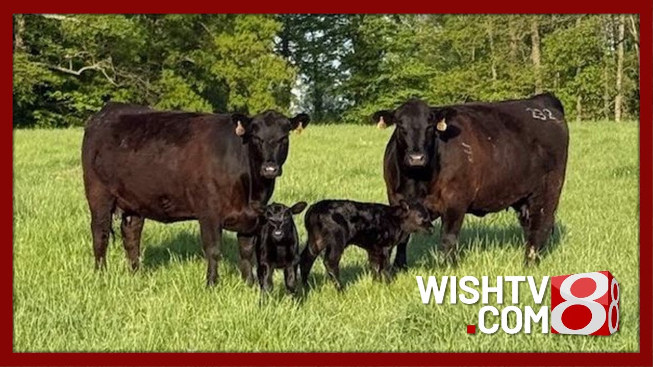 Выращено в Индиане: Brock Farms размышляет о традициях и семье за ​​25 лет работы.