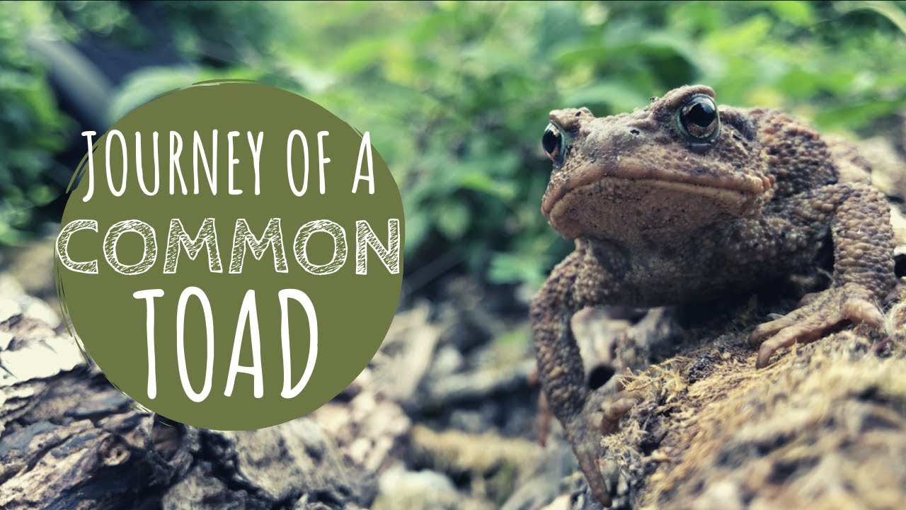 Toads on the Hunt in 4K