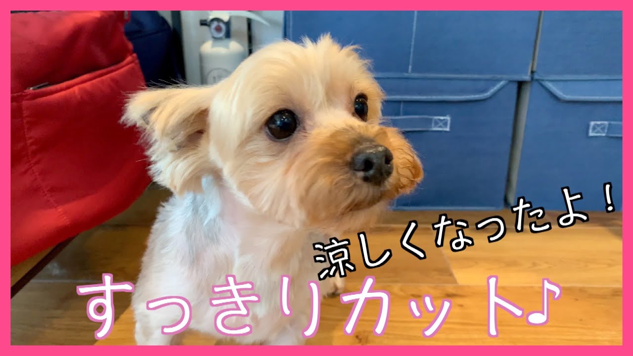 トリミング！ヨークシャー・テリア「花ちゃん」ご来店♪