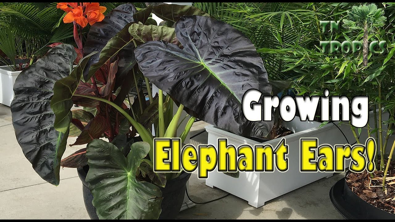 Growing Elephant Ears!