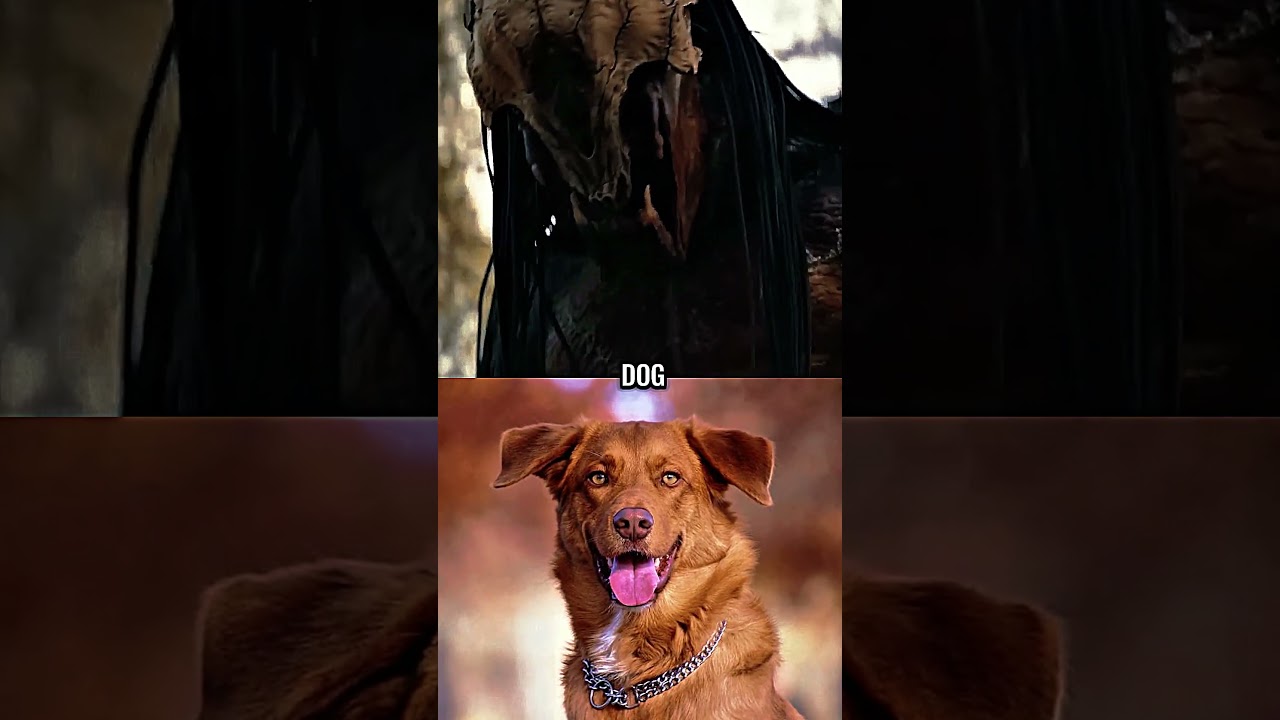 Feral Predator vs Real Life